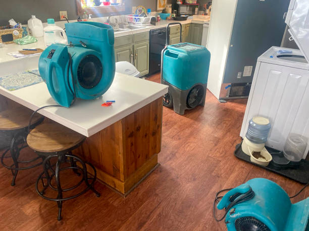 Best Mold removal after water damage  in Gantt, SC